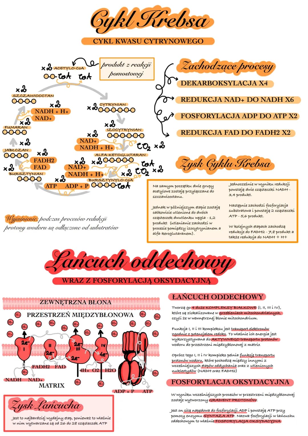 Oddychanie komórkowe
PODSTAWOWY PROCES KATABOLICZNY DOSTARCZAJĄCY
KOMÓRKOM ENERGII DO FUNKCJONOWANIA
Na czym polega?
Polega on na rozłożeniu