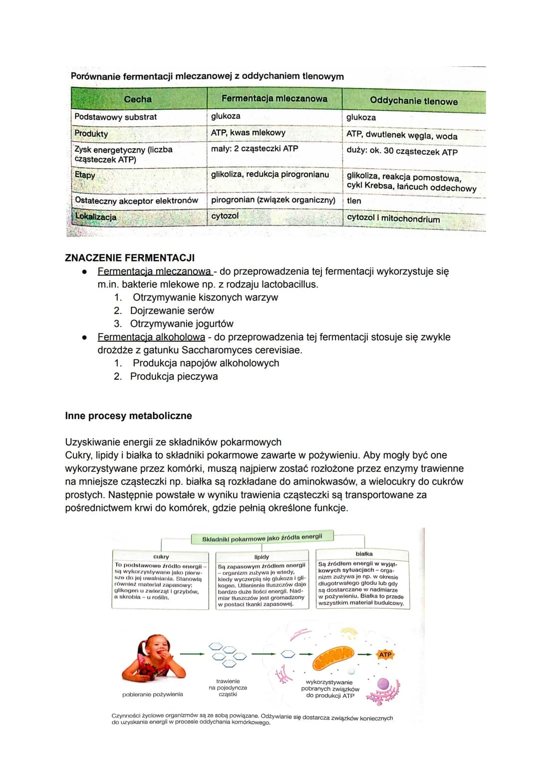 Biologia
Czym jest metabolizm?
Metabolizm to ogół przemian chemicznych i energetyczny, które zachodzą w organizmie w
zależności od tego, czy