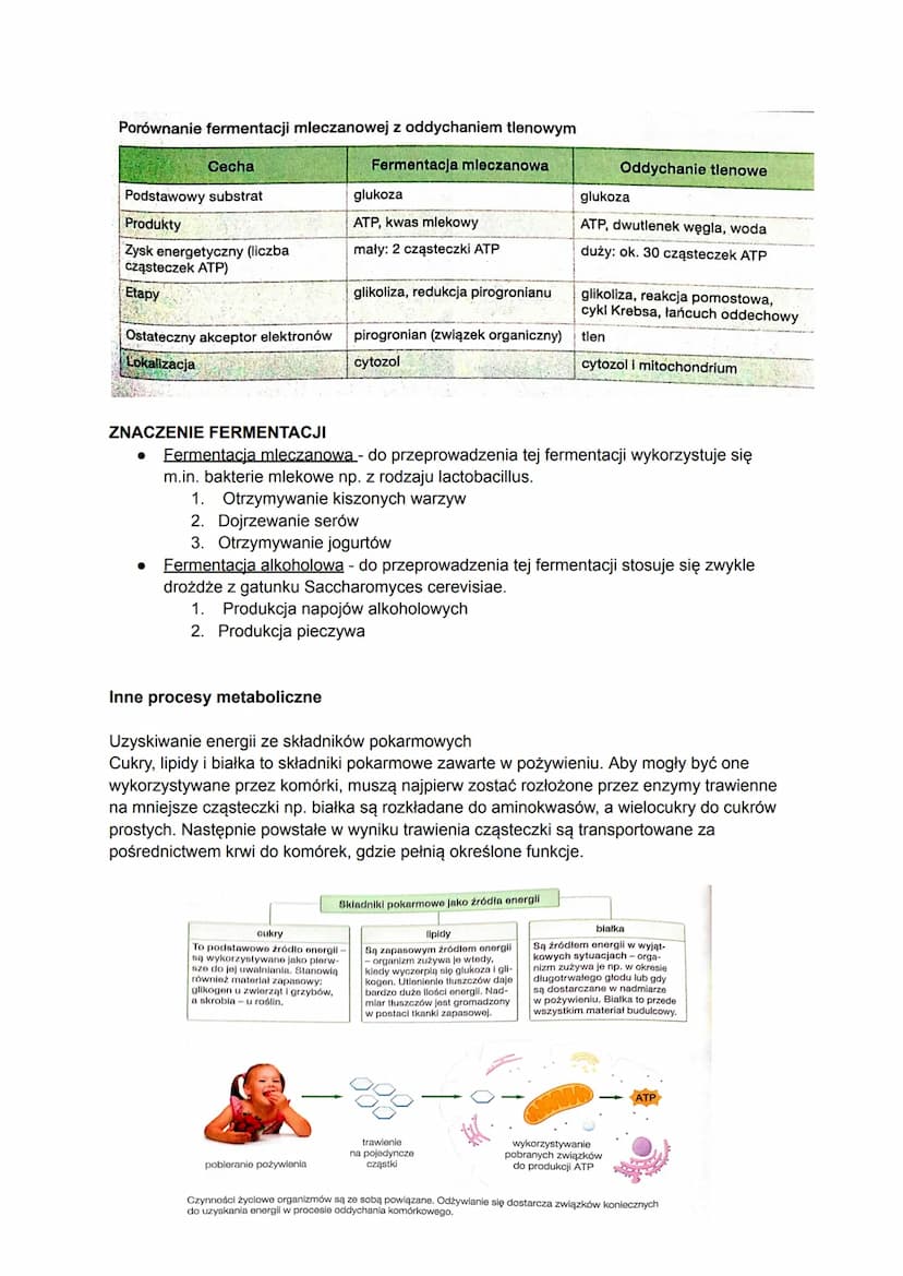 Biologia
Czym jest metabolizm?
Metabolizm to ogół przemian chemicznych i energetyczny, które zachodzą w organizmie w
zależności od tego, czy