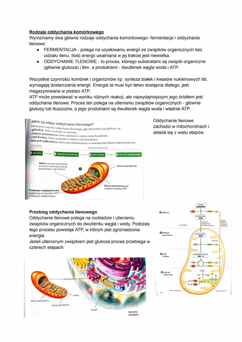 Biologia
Czym jest metabolizm?
Metabolizm to ogół przemian chemicznych i energetyczny, które zachodzą w organizmie w
zależności od tego, czy