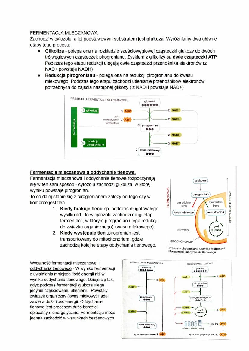 Biologia
Czym jest metabolizm?
Metabolizm to ogół przemian chemicznych i energetyczny, które zachodzą w organizmie w
zależności od tego, czy