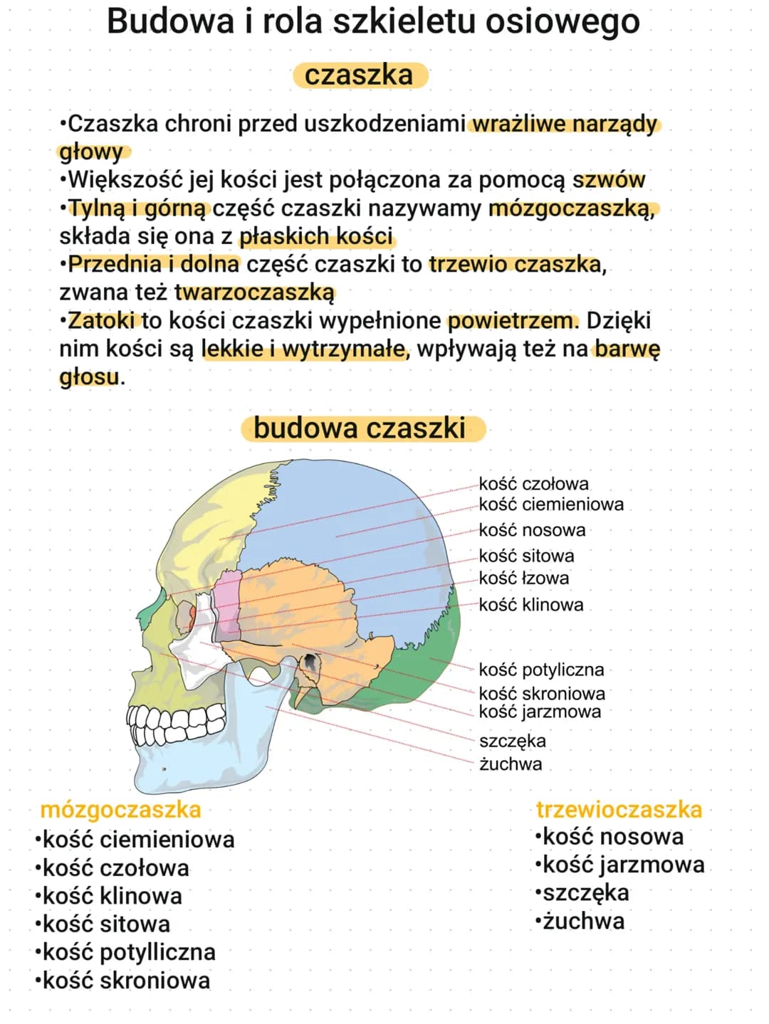 Budowa i rola szkieletu osiowego (ne)