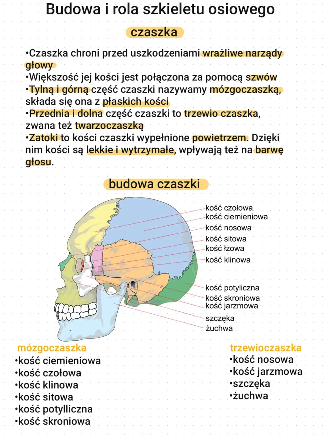 Budowa i rola szkieletu osiowego
czaszka
Czaszka chroni przed uszkodzeniami wrażliwe narządy
głowy
•Większość jej kości jest połączona za po