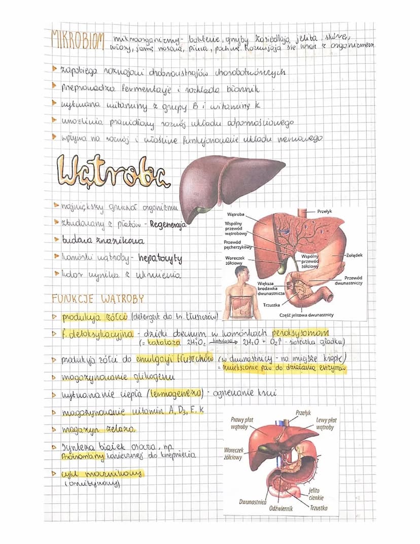 Układ Pokarmory
drożny u nicieni
pierwssy nor u Wonvetnikio.
nie organicine &
• woda
▸ sole mineralne
CUKRY ZŁOZONE
D
MONOSACHARY DY
DISACHA