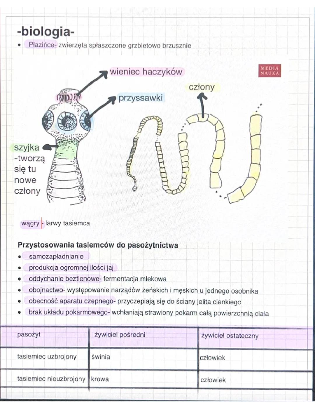Płazińce - Tasiemce w Biologii (Klasa 6)
