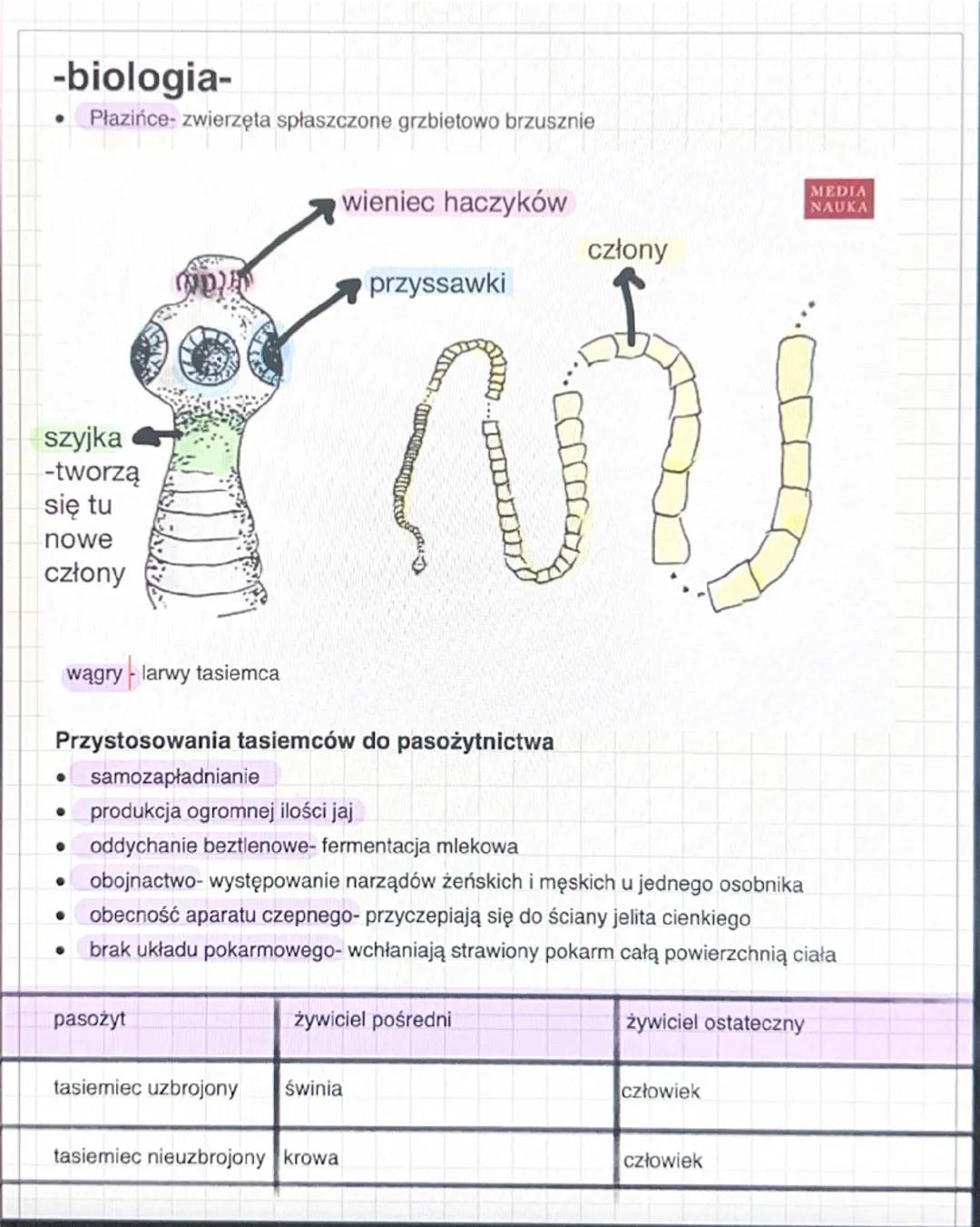 -biologia-
• Płazińce- zwierzęta spłaszczone grzbietowo brzusznie
wieniec haczyków
przyssawki
szyjka
-tworzą
się tu
nowe
człony
MEDIA
NAUKA
