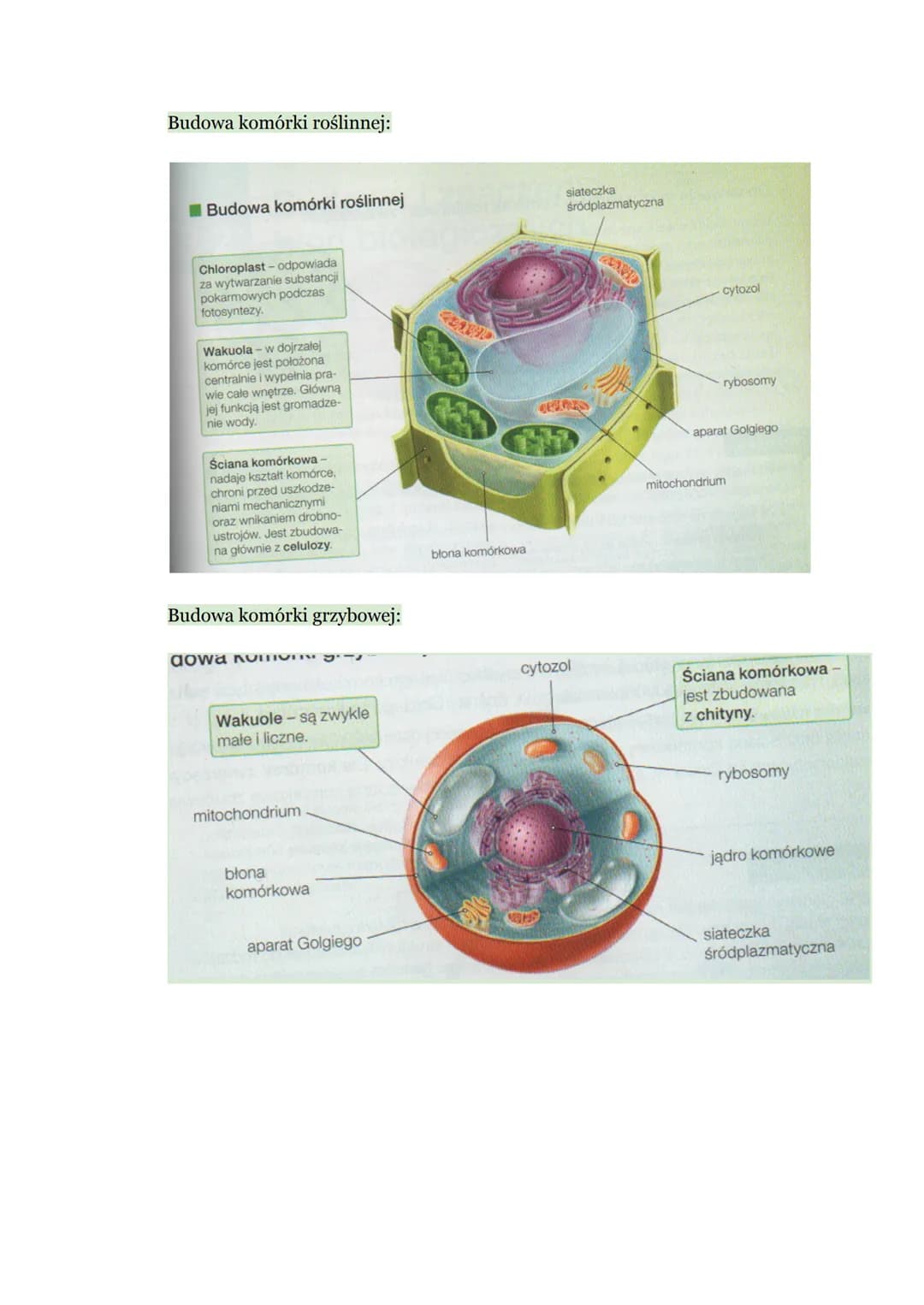 Biologia - Komórka
1. Budowa komórki eukariotycznej
Komórka → podstawowa jednostka strukturalna wszystkich organizmów,
zdolna do wykonywania