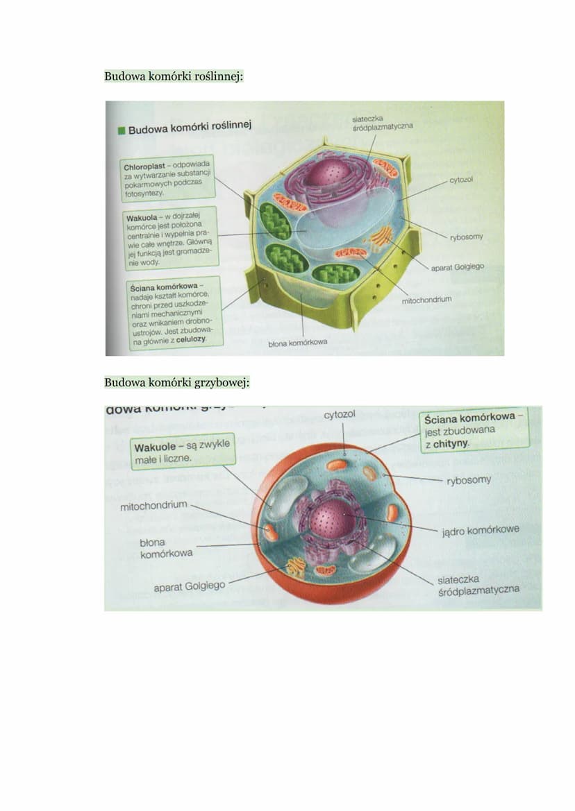 Biologia - Komórka
1. Budowa komórki eukariotycznej
Komórka → podstawowa jednostka strukturalna wszystkich organizmów,
zdolna do wykonywania
