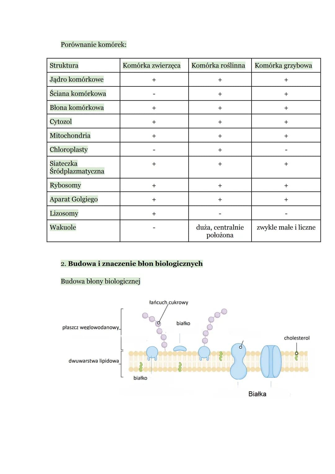 Biologia - Komórka
1. Budowa komórki eukariotycznej
Komórka → podstawowa jednostka strukturalna wszystkich organizmów,
zdolna do wykonywania