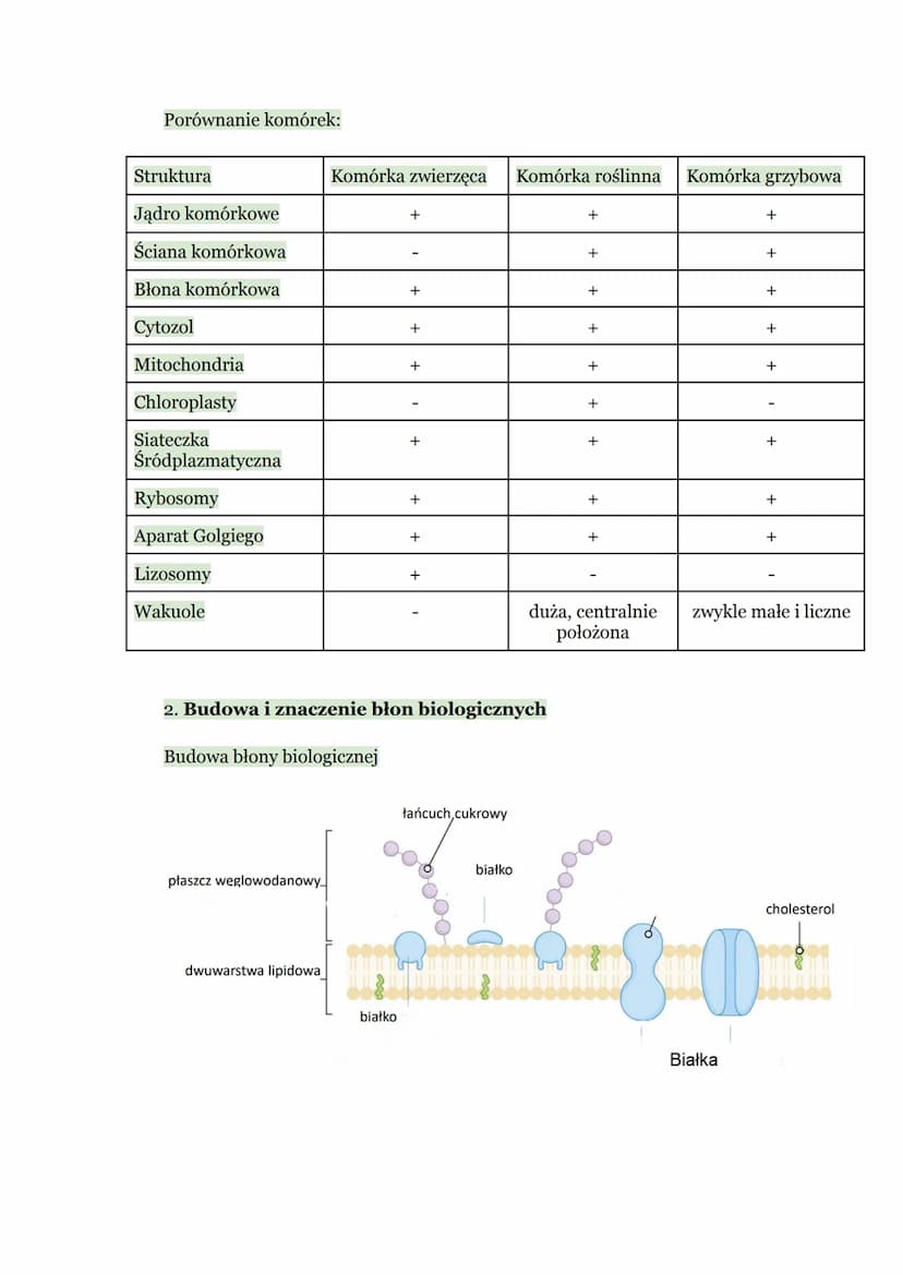 Biologia - Komórka
1. Budowa komórki eukariotycznej
Komórka → podstawowa jednostka strukturalna wszystkich organizmów,
zdolna do wykonywania