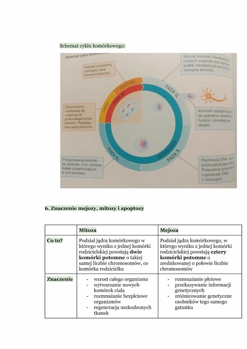Biologia - Komórka
1. Budowa komórki eukariotycznej
Komórka → podstawowa jednostka strukturalna wszystkich organizmów,
zdolna do wykonywania