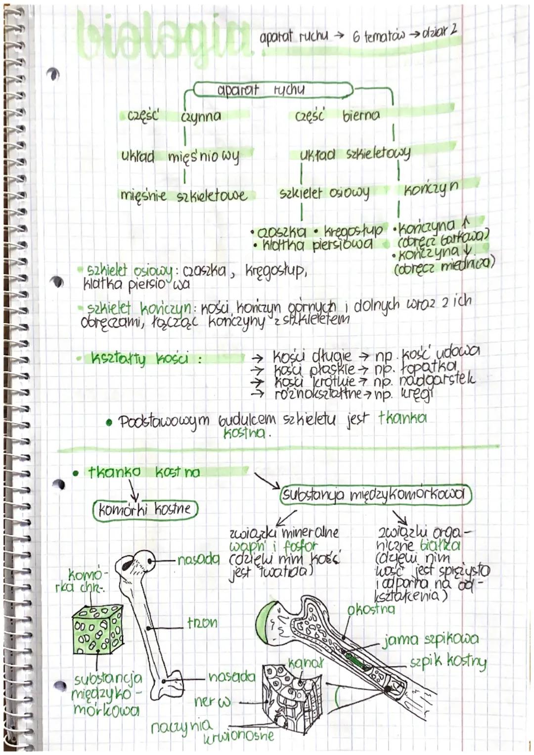 Aparat Ruchu - Notatka z Działu 2