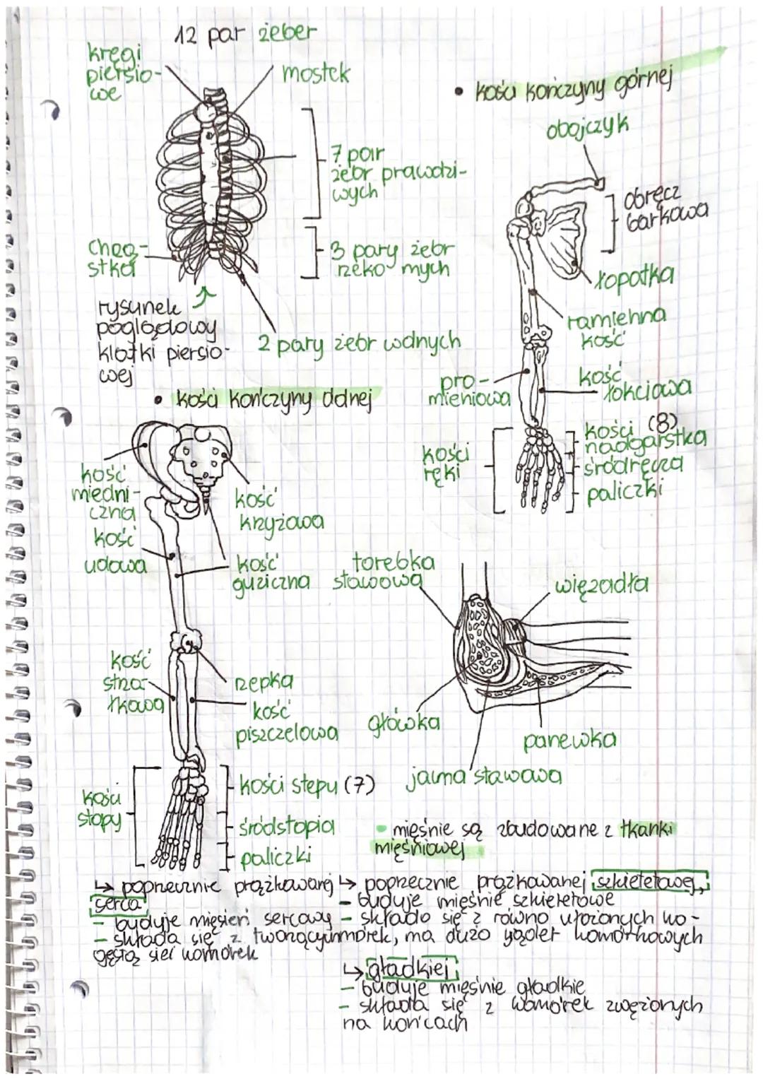 biologic
1
Szkielet osiowy: czaszka,
klatka piersio wa
-
clesc' cagnna
ukrad mięśniowy
mięśnie szkieletowe
комо-
rka chr-.
tkanka kost na.
(