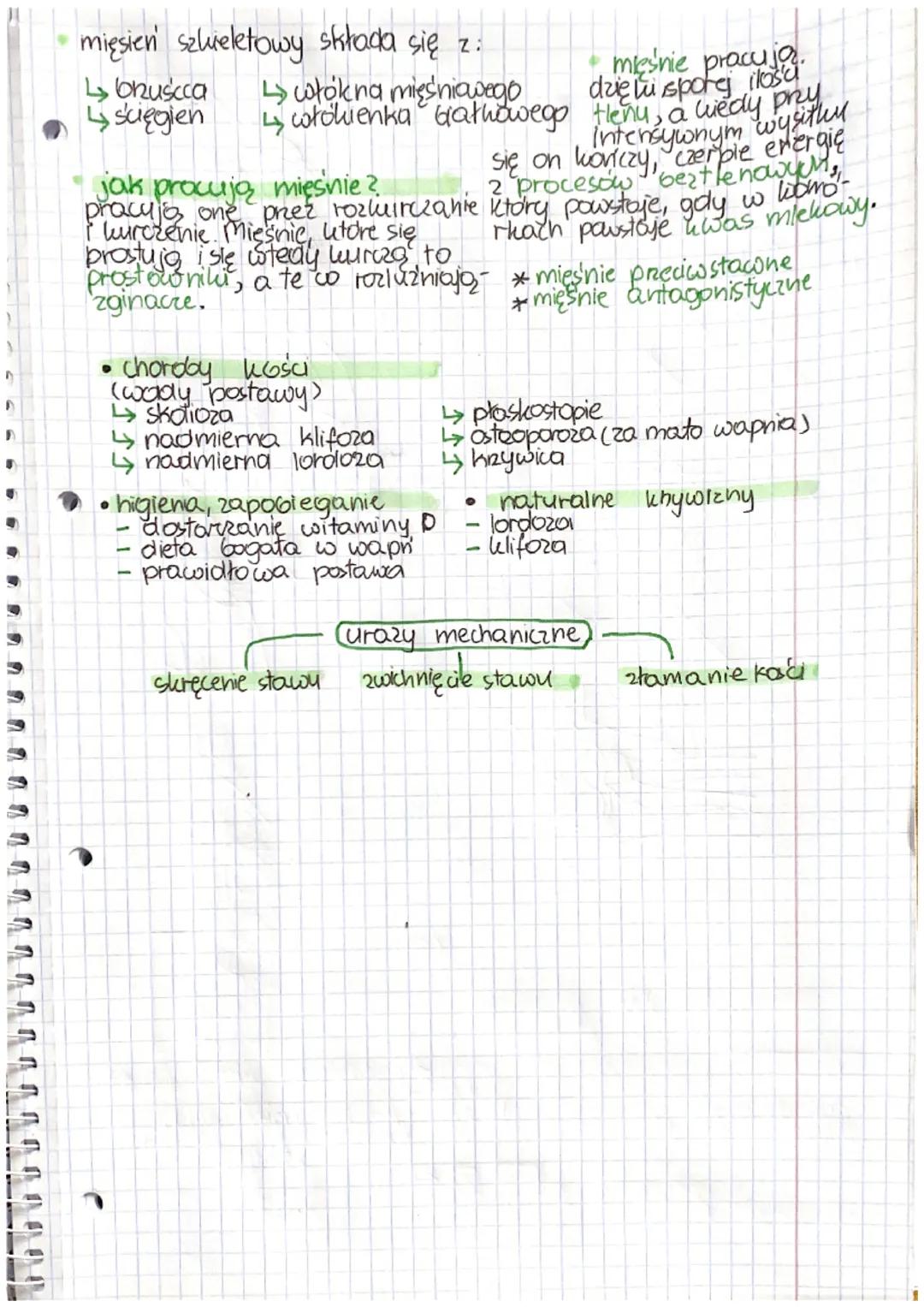 biologic
1
Szkielet osiowy: czaszka,
klatka piersio wa
-
clesc' cagnna
ukrad mięśniowy
mięśnie szkieletowe
комо-
rka chr-.
tkanka kost na.
(