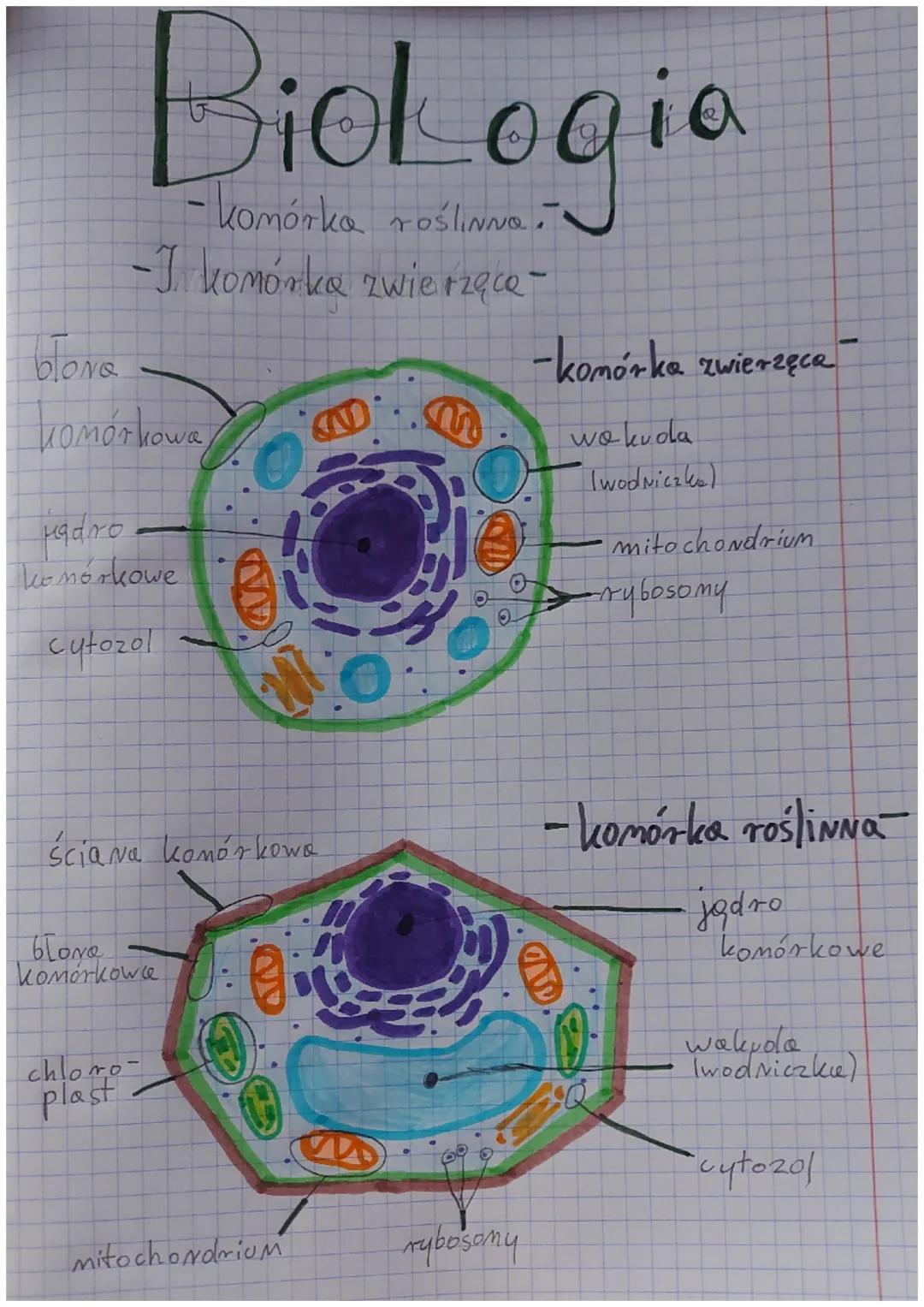 # Biologia
- komórka roślinna..
-I komórka zwierzęce-
blona
komórkowa
uadro.
komórkowe
cytozol
-komórka zwierzęca
wo kuda
Iwodniczka)
mitoch