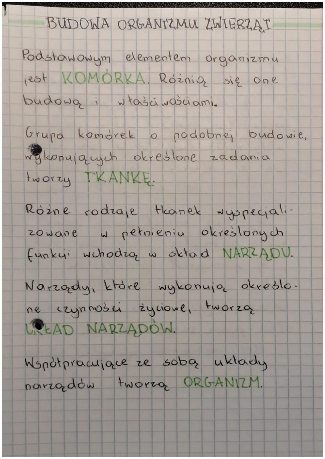 W KROLESTWIE
ZWIERZĄT
WSPOLNE CECHY ZWIERZĄT
Wszystkie zwierzęta mają chechy wspólne:
są organizmami wielokomórkowymi,
oznacza, że ich ciała