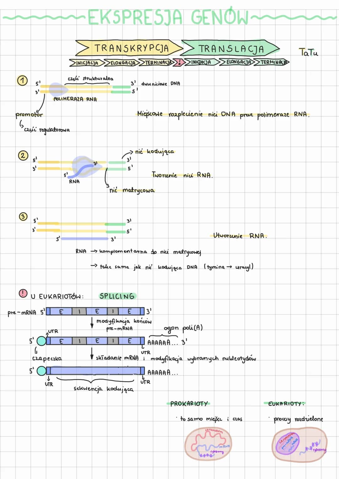 GENETYKA MOLEKULARNA
DNA
Р
Lokalizacja
↳
R
LAK
D-A
C
DE
R
szkielet cukrowo-fosforonowy
prokariot:
Rodzaje:
G
eukariot:
G
向向自同
wiązania wodor