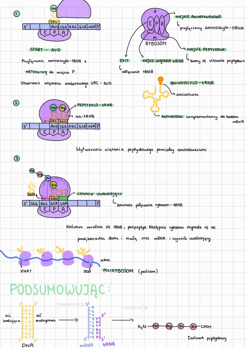 GENETYKA MOLEKULARNA
DNA
Р
Lokalizacja
↳
R
LAK
D-A
C
DE
R
szkielet cukrowo-fosforonowy
prokariot:
Rodzaje:
G
eukariot:
G
向向自同
wiązania wodor