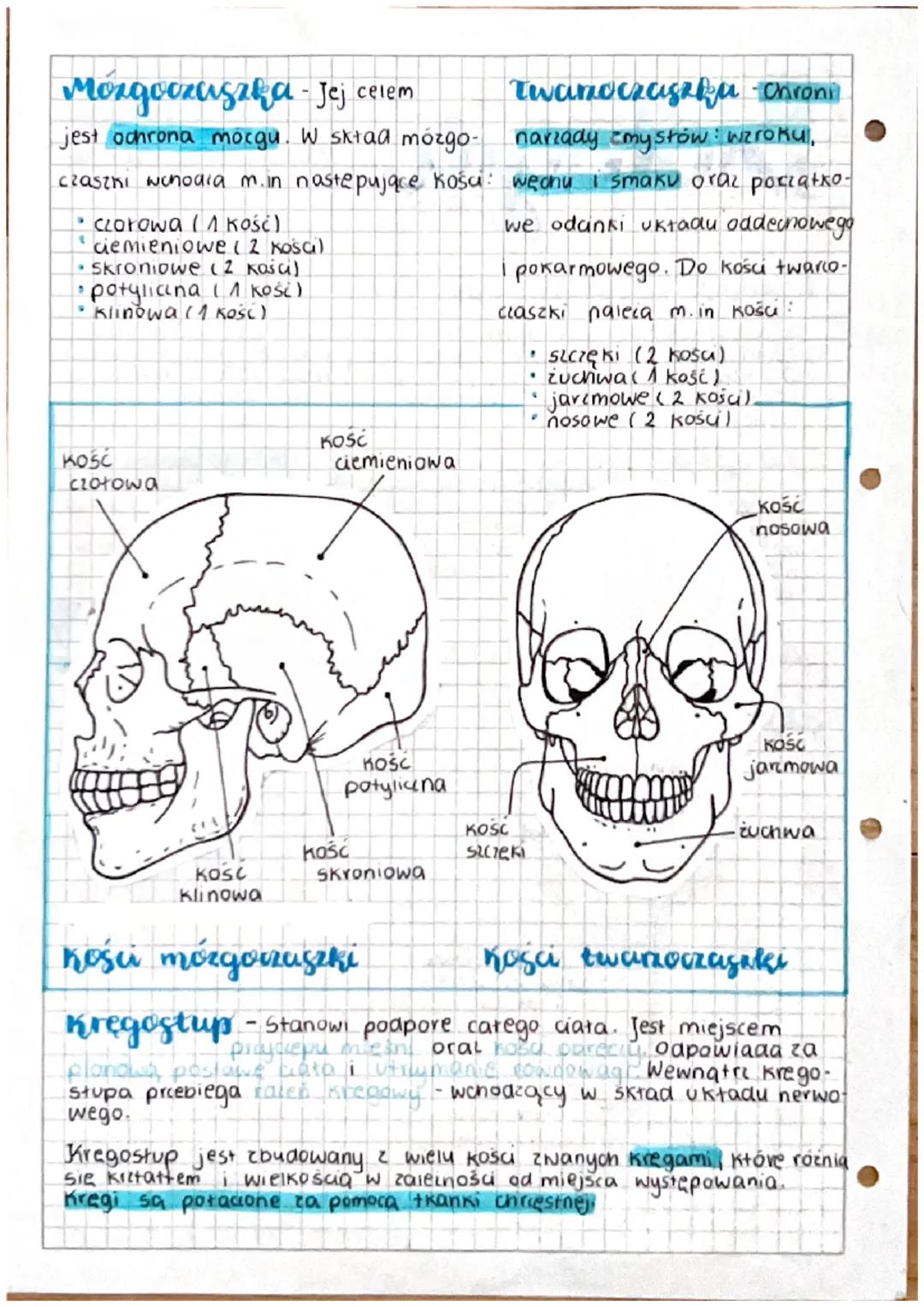 Biologia
Funkcije sakieletu osiowego:
Szkielet osiowy jest m.in. rusztowaniem tułowia. Zapewnia
rownowagę i umożliwia uthymanie pionowej pos