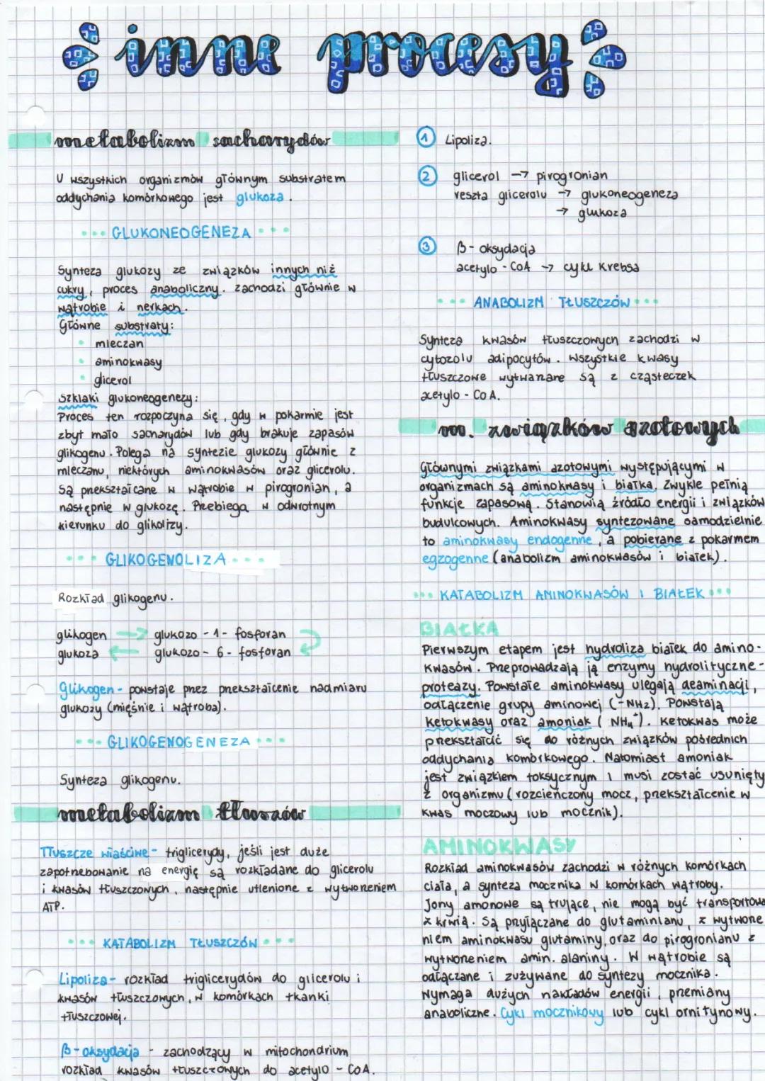 Glikogenoliza i Glukoneogeneza – Jak Działa Metabolizm? Przemiany Tłuszczów, Białek i Aminokwasów