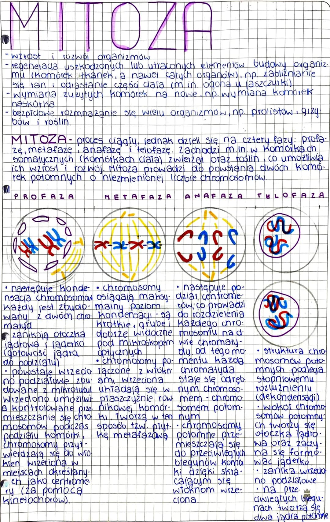 MITOZA
-wzrost i rozwój organizmow
regenerada uszkodzonych lub utraconych elementów budowy organiz
mu (komorek tkanek, a nawet carych organo