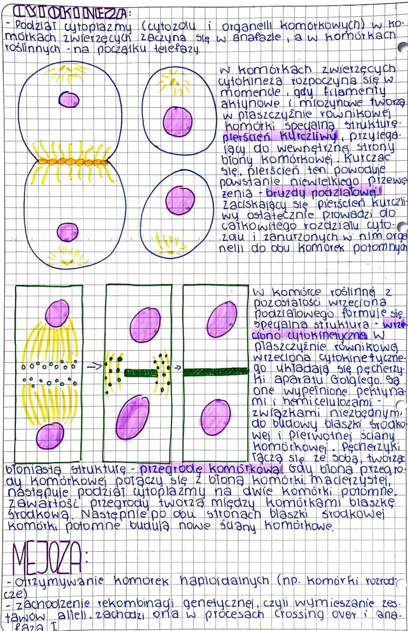 MITOZA
-wzrost i rozwój organizmow
regenerada uszkodzonych lub utraconych elementów budowy organiz
mu (komorek tkanek, a nawet carych organo