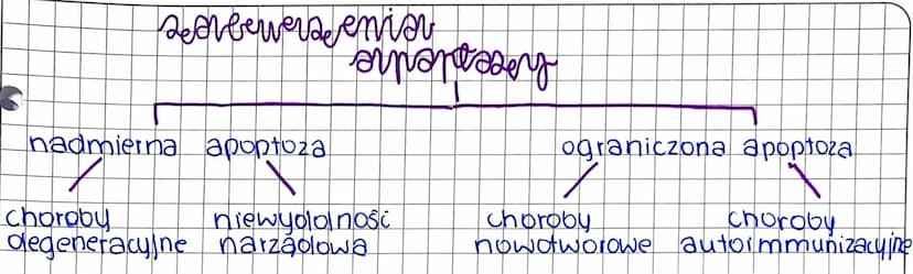 MITOZA
-wzrost i rozwój organizmow
regenerada uszkodzonych lub utraconych elementów budowy organiz
mu (komorek tkanek, a nawet carych organo