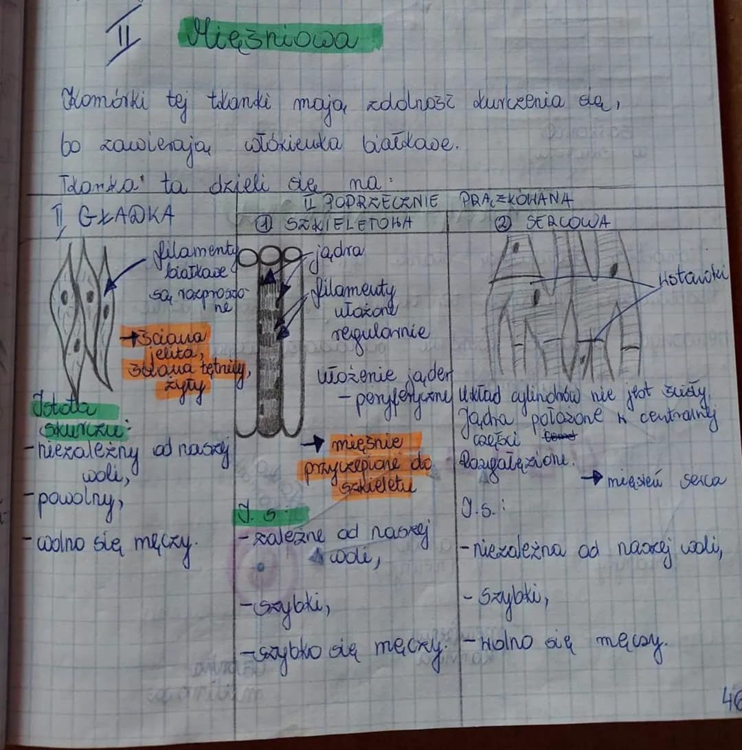 Mięśniowa
Komórki tej
to zawierają stóxieuka białkave.
Tdanda ta dzieli się
1. GŁADKA
filamenty
biarkave
so razproszo
ne
Sciana
tkanki
tętni