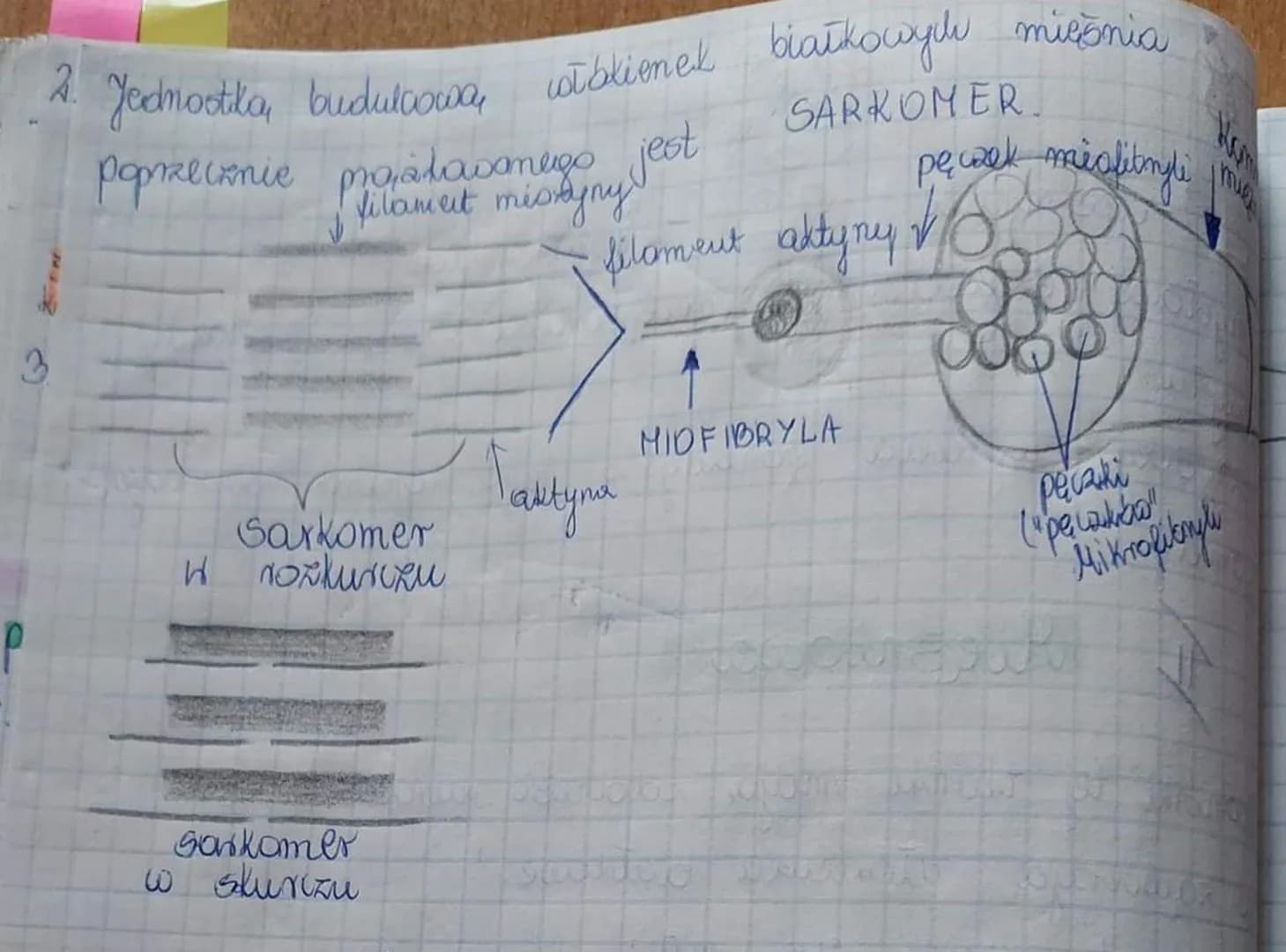 Mięśniowa
Komórki tej
to zawierają stóxieuka białkave.
Tdanda ta dzieli się
1. GŁADKA
filamenty
biarkave
so razproszo
ne
Sciana
tkanki
tętni