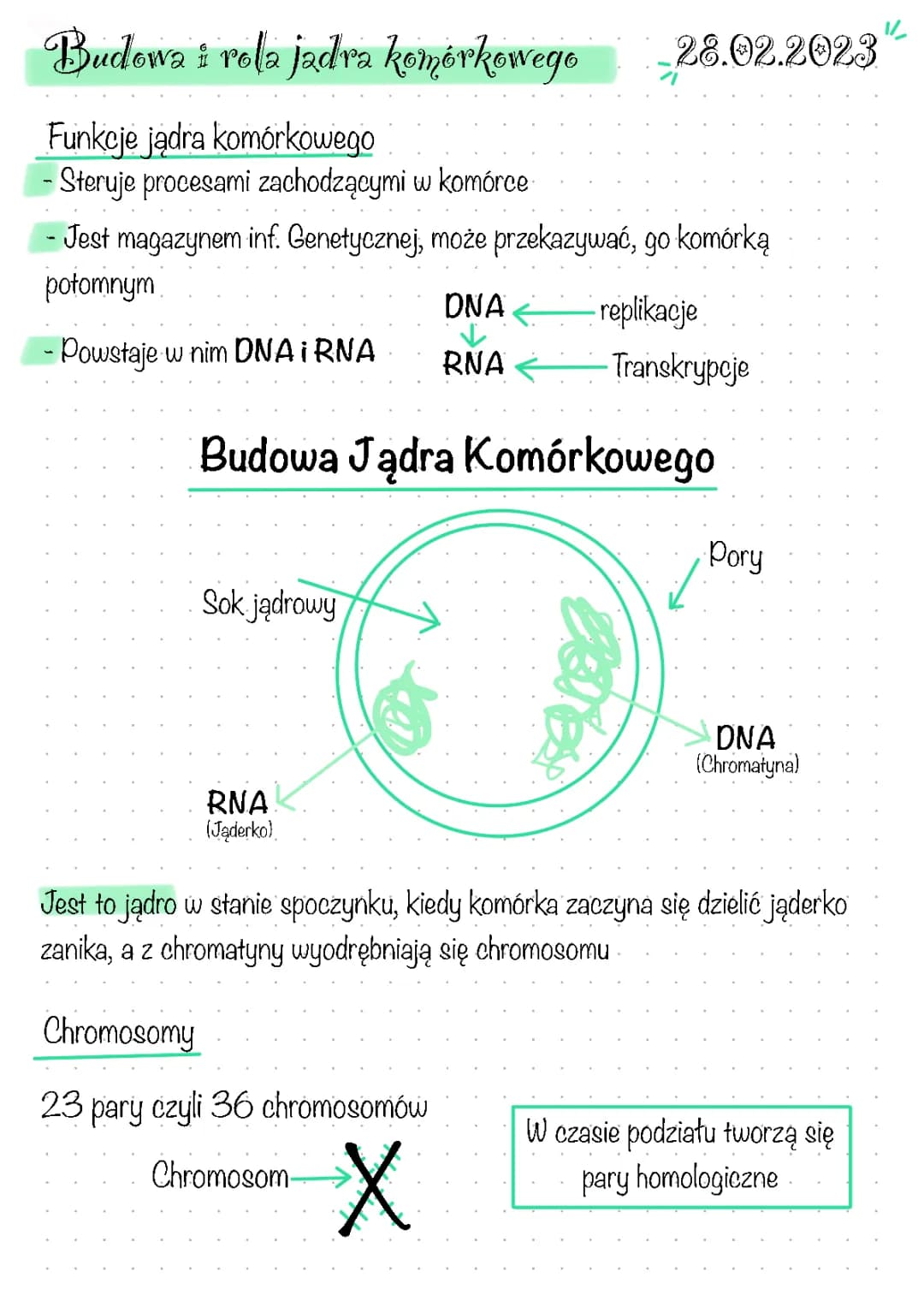 Budowa i rola jądra komórkowego