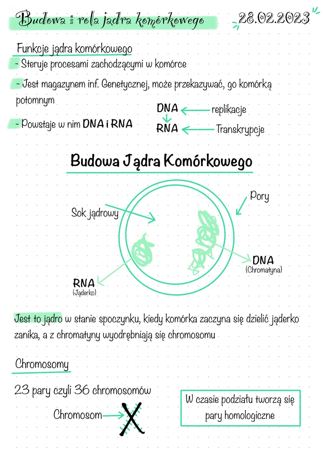 Budowa i rola jadra komórkowego
Funkcje jądra komórkowego
Steruje procesami zachodzącymi w komórce
- Jest magazynem inf. Genetycznej, może p