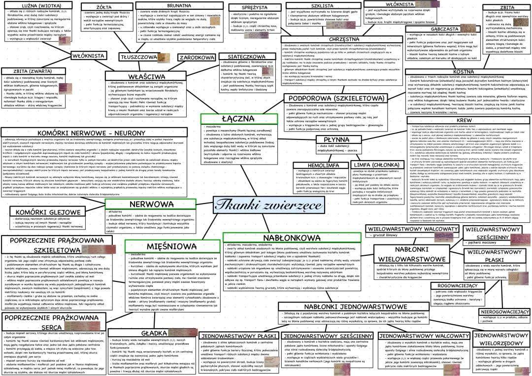 Mapa myśli: Tkanki zwierzęce, Fibroblasty i Komórki glejowe - Matura z biologii od zera