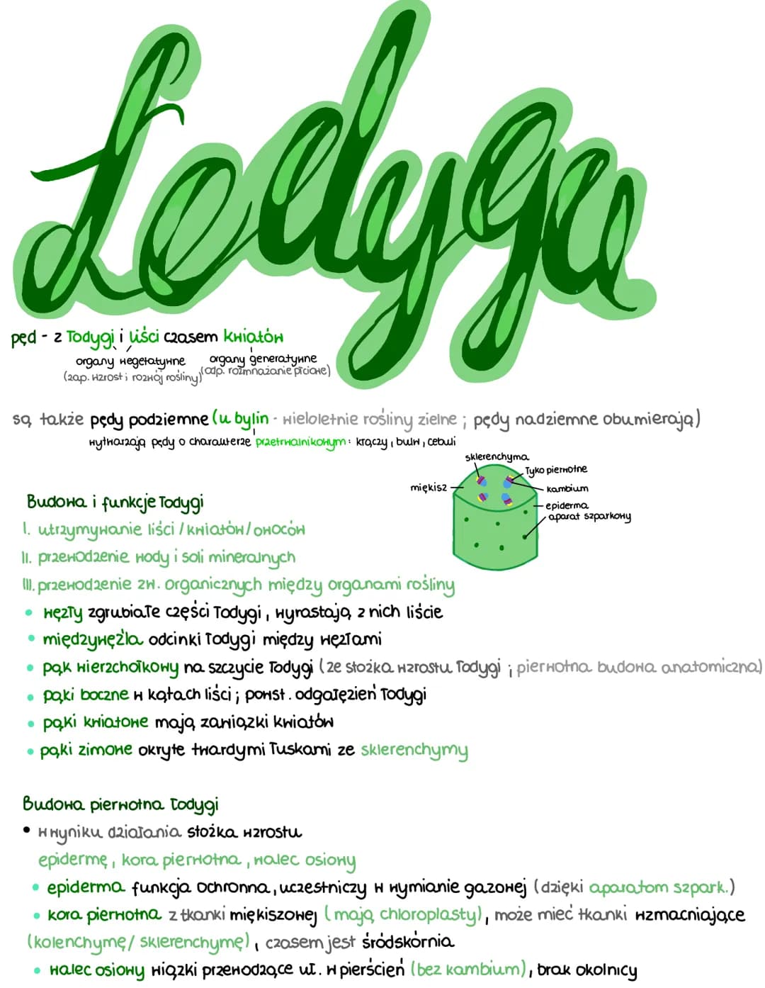 Ledygu
pęd - z Todygi i liści czasem kwiatów
organy wegetatywne
organy generatywne
(zap. Hzrost i rozwój rośliny odp. rozmnażanie picione)
s