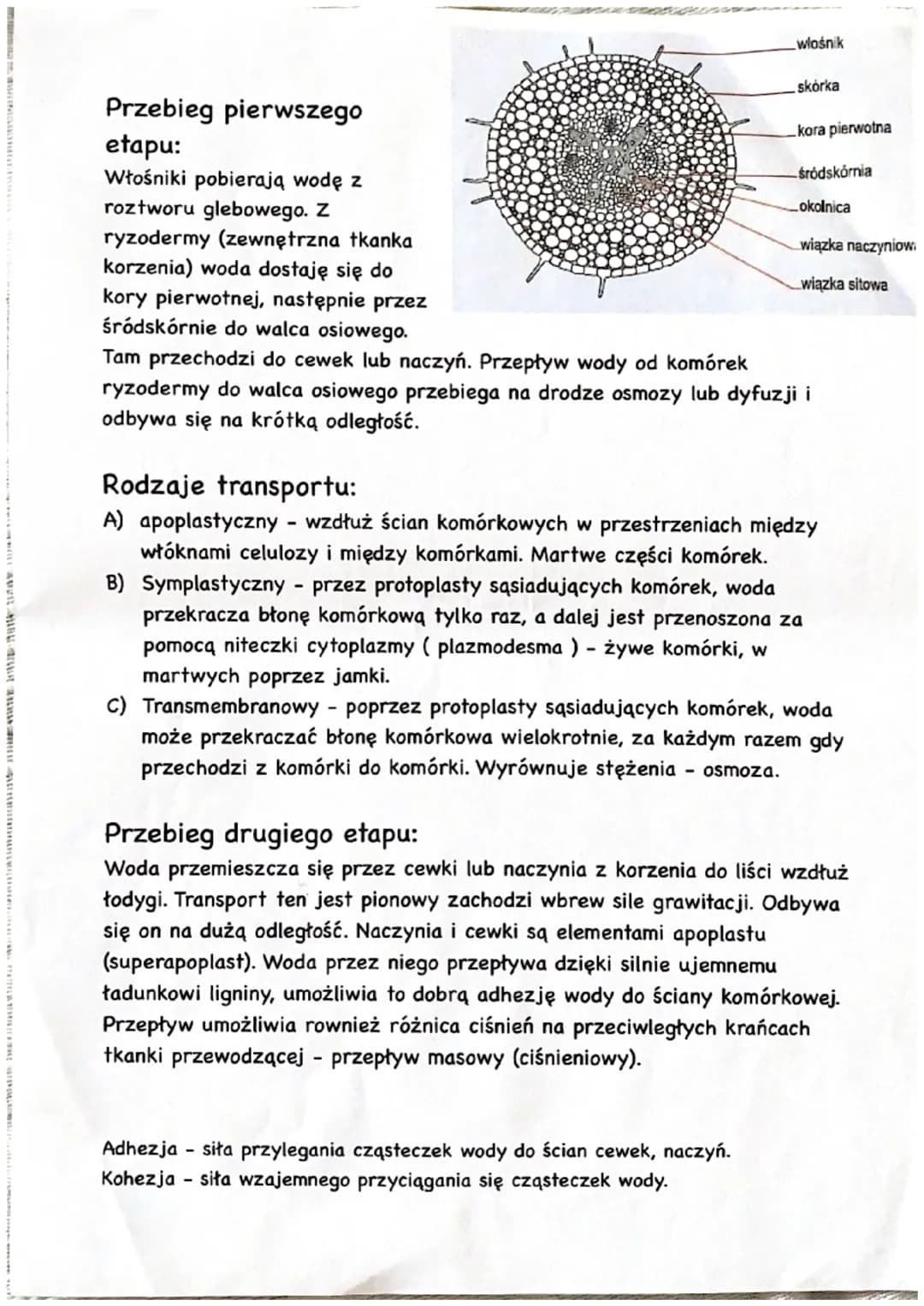 TO A
Gospodarka wodna roślin
W nasionach 10-15%, owoce 85-95%, rośliny pierwotnie wodne chłoną je
całym ciałem, natomiast rośliny lądowe z r
