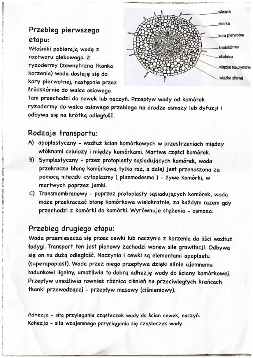 TO A
Gospodarka wodna roślin
W nasionach 10-15%, owoce 85-95%, rośliny pierwotnie wodne chłoną je
całym ciałem, natomiast rośliny lądowe z r