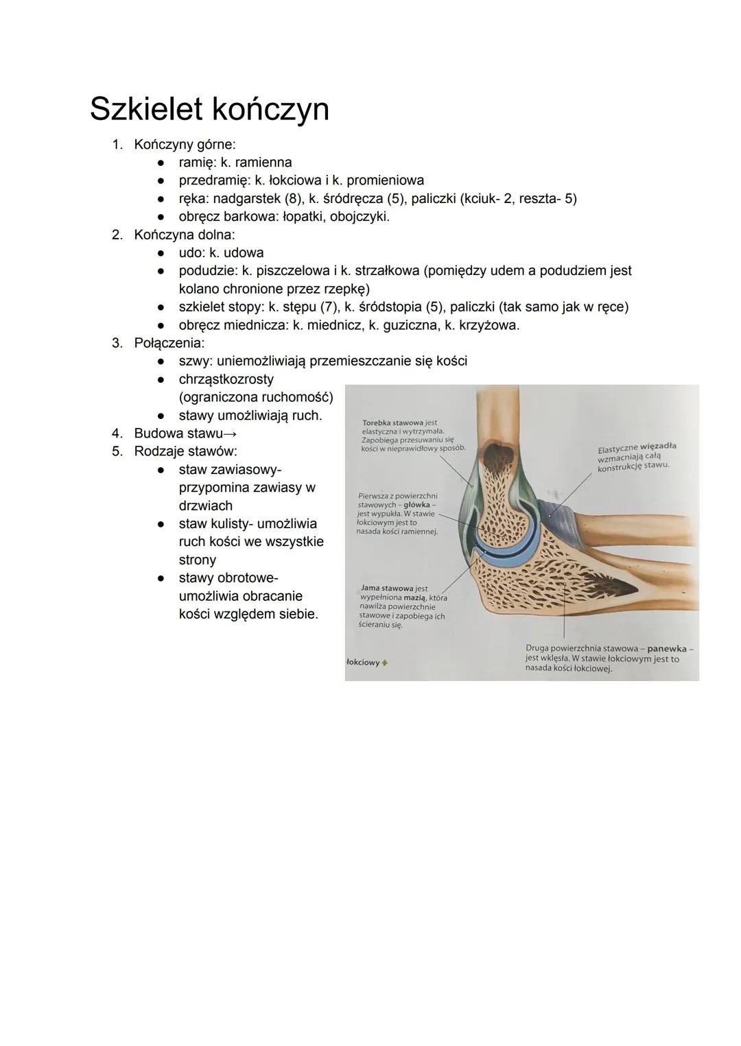 Szkielet kończyn człowieka