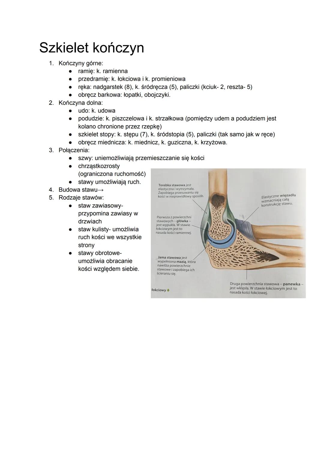 Szkielet kończyn
1. Kończyny górne:
● ramię: k. ramienna
• przedramię: k. łokciowa i k. promieniowa
● ręka: nadgarstek (8), k. śródręcza (5)