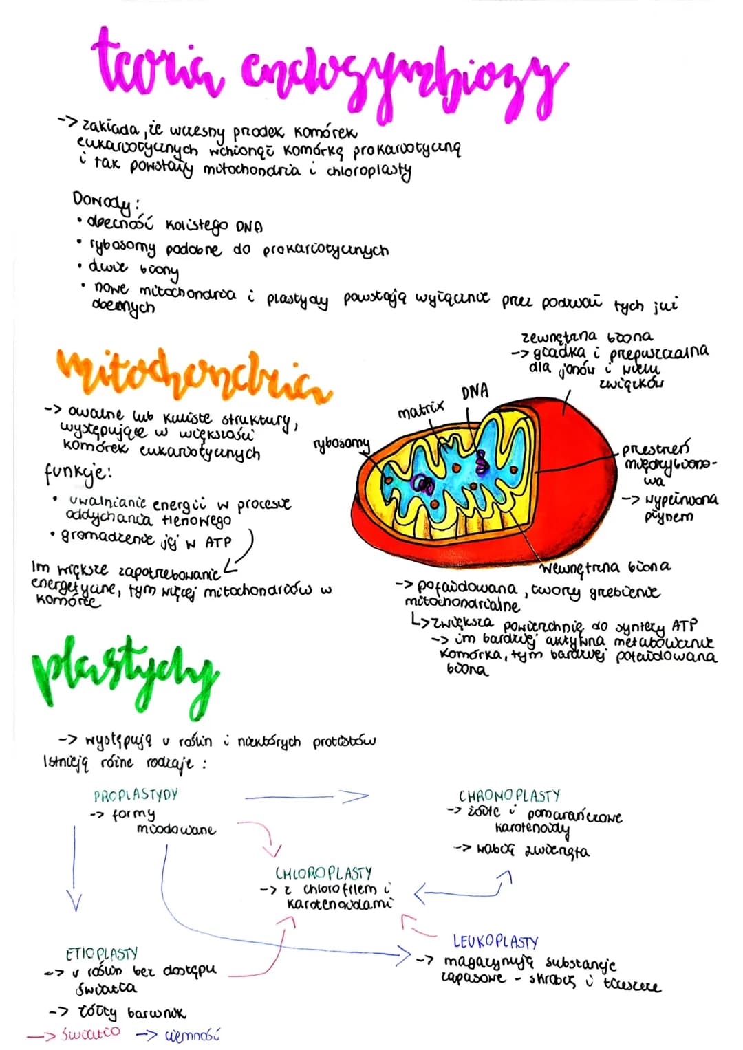 
<p>Teoria endosymbiozy zakłada, że mitochondria i chloroplasty pochodzą od weresny prodek komórek eukarvotycznych, które wchłonęły komórkę 