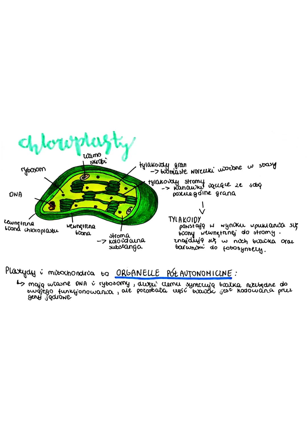 
<p>Teoria endosymbiozy zakłada, że mitochondria i chloroplasty pochodzą od weresny prodek komórek eukarvotycznych, które wchłonęły komórkę 