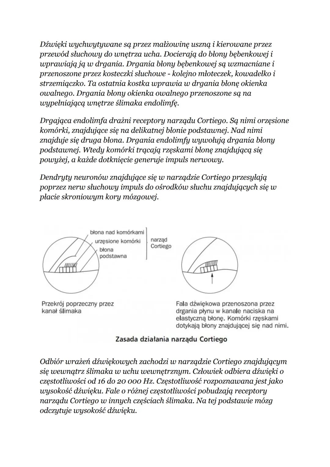 NARZĄDY ZMYSŁÓW
Oko - narząd wzroku
Oko:
Ściany gałki ocznej mają budowę trójwarstwową:
1. Warstwa zewnętrzna zbudowana jest z tkanki łączne