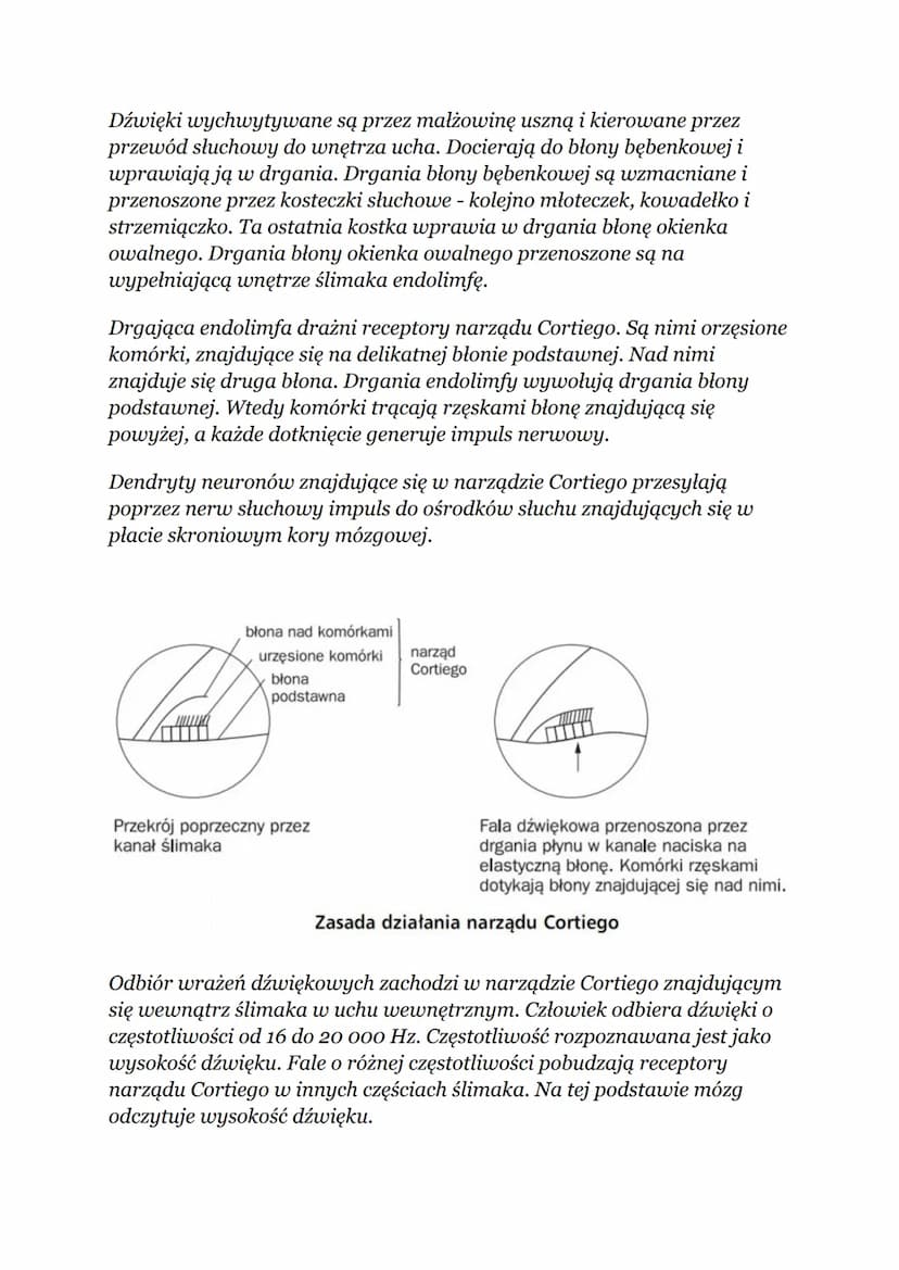 NARZĄDY ZMYSŁÓW
Oko - narząd wzroku
Oko:
Ściany gałki ocznej mają budowę trójwarstwową:
1. Warstwa zewnętrzna zbudowana jest z tkanki łączne