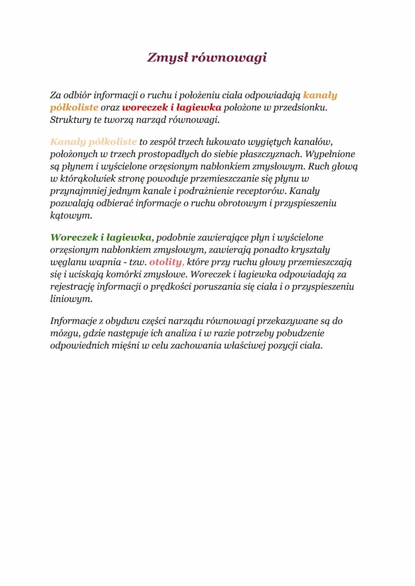 NARZĄDY ZMYSŁÓW
Oko - narząd wzroku
Oko:
Ściany gałki ocznej mają budowę trójwarstwową:
1. Warstwa zewnętrzna zbudowana jest z tkanki łączne