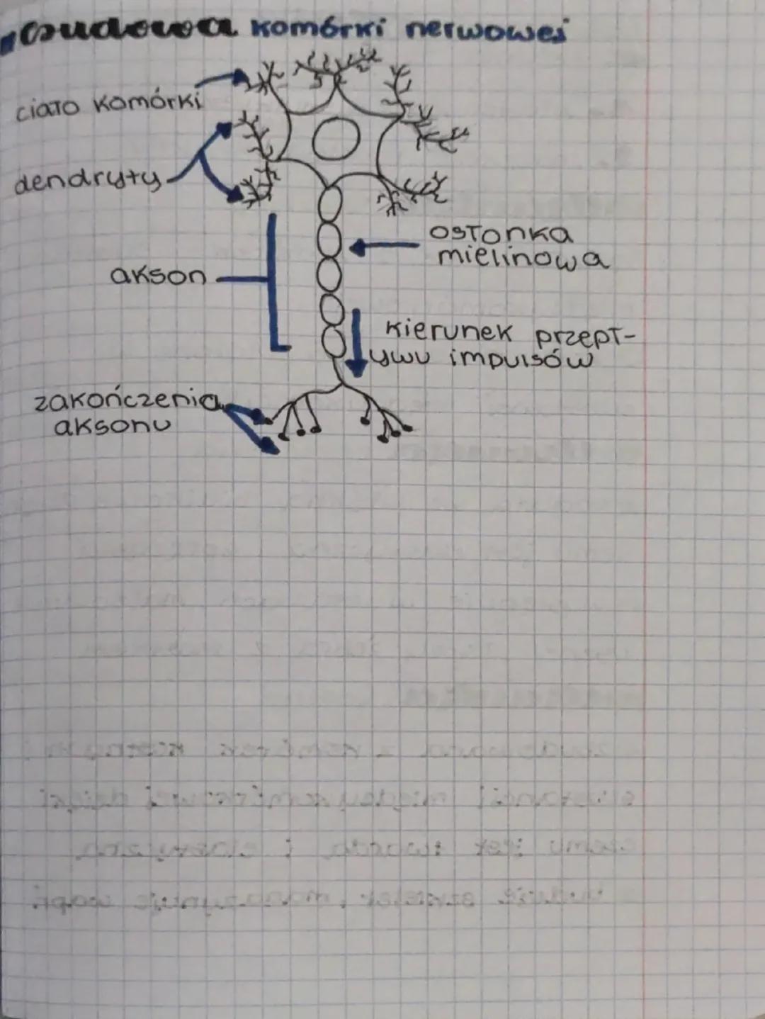 ccesora
thanka nabТonkowa, mięśniowa,
nerwowa
budowa i funkcie tkanek
2. budowa i działania komórki nerwo-
wej
wanza nablonkowa
nazywana nab