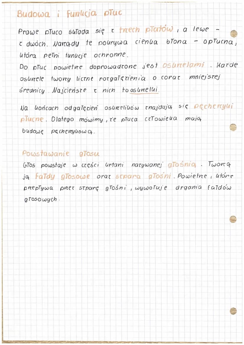 esiologia
Tadaniem uuTadu oddechowego jest
prowadzenie wymiany garowej.
2. Budowa uuTadu oddechowego
a) nartądy doprowadzające powietre :
=>