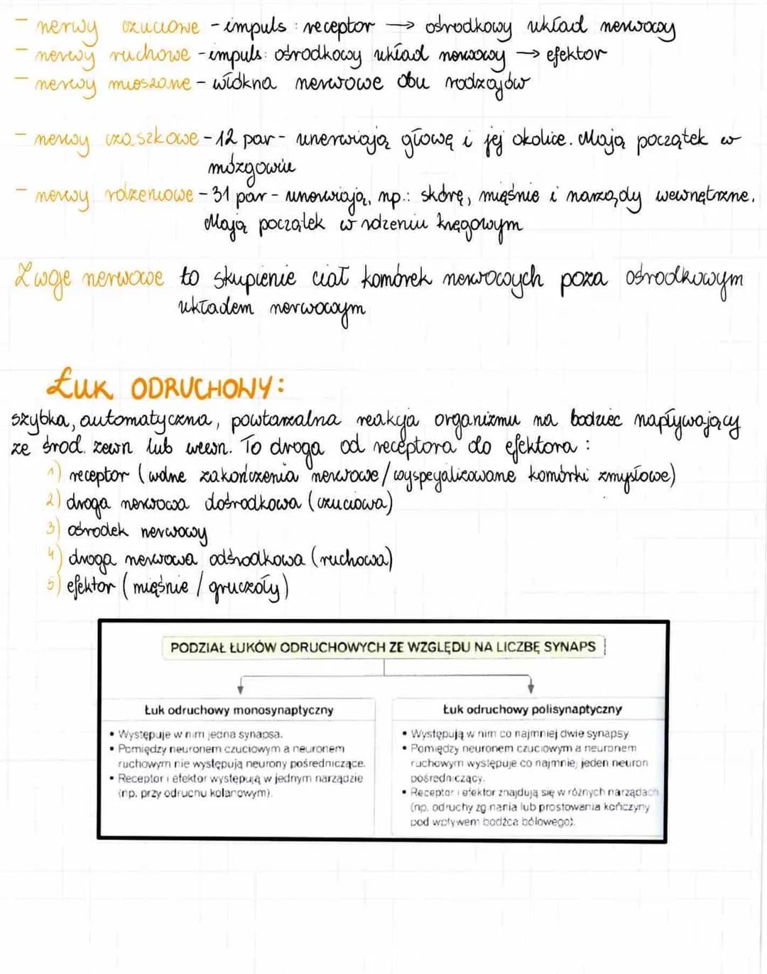 2. Budowa i działanie układu nerw.
reguluje, koordynuje wszystkie procesy w organizmio;
- odbiera informacje z wnętrza organizmu i ze środow