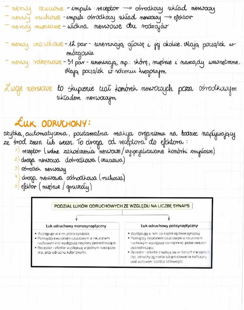 2. Budowa i działanie układu nerw.
reguluje, koordynuje wszystkie procesy w organizmio;
- odbiera informacje z wnętrza organizmu i ze środow