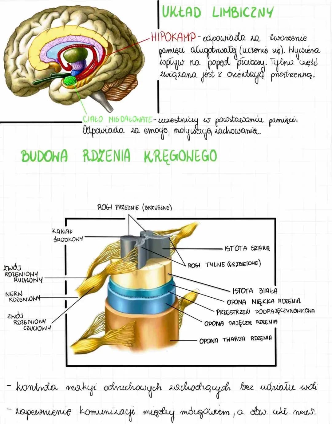 2. Budowa i działanie układu nerw.
reguluje, koordynuje wszystkie procesy w organizmio;
- odbiera informacje z wnętrza organizmu i ze środow