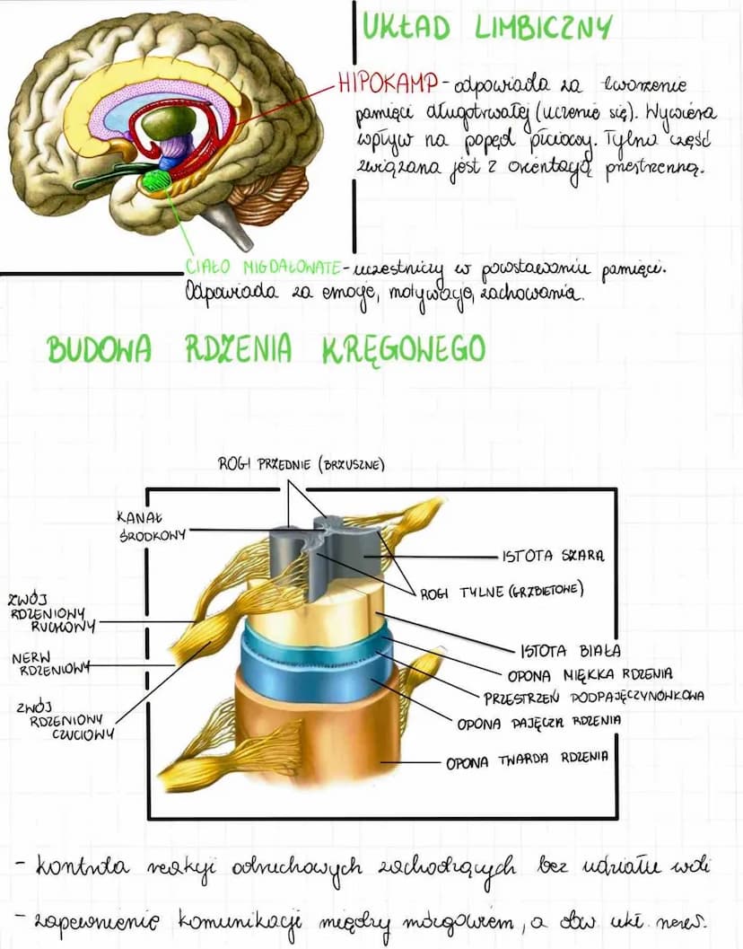 2. Budowa i działanie układu nerw.
reguluje, koordynuje wszystkie procesy w organizmio;
- odbiera informacje z wnętrza organizmu i ze środow