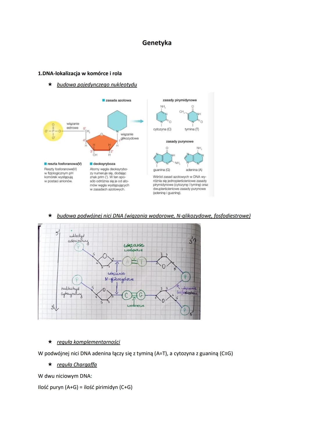 1.DNA-lokalizacja w komórce i rola
budowa pojedynczego nukleotydu
O
01P10
wiązanie
estrowe 5
reszta fosforanowa(V)
Reszty fosforanowe(V)
w f