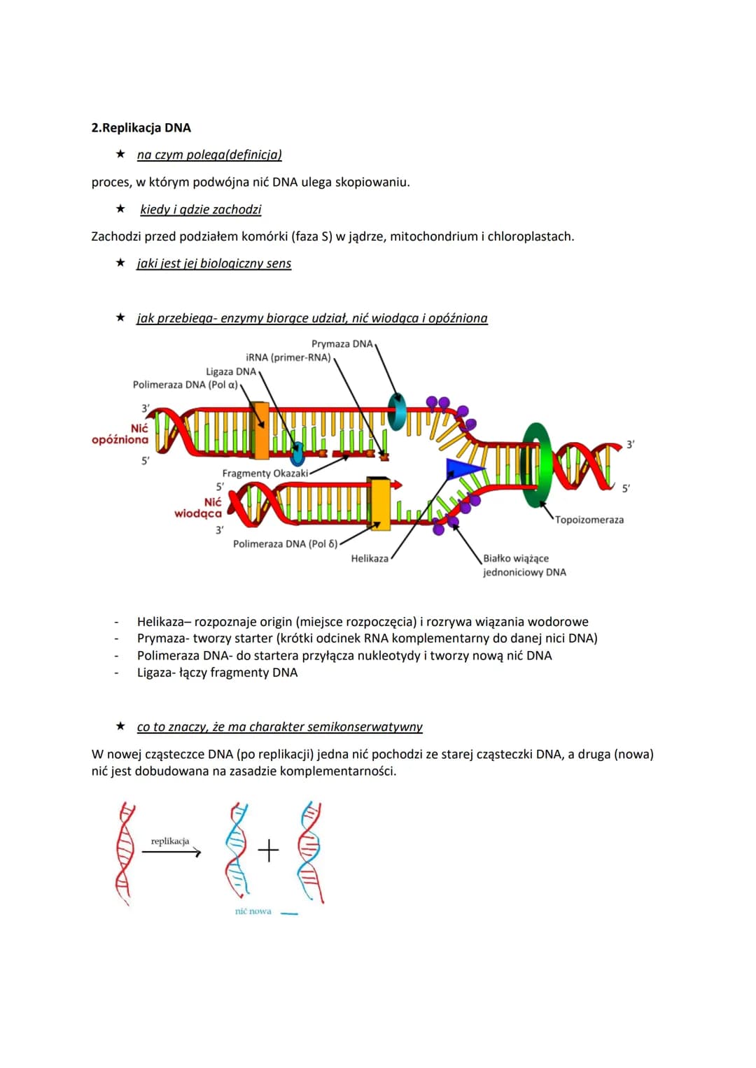 1.DNA-lokalizacja w komórce i rola
budowa pojedynczego nukleotydu
O
01P10
wiązanie
estrowe 5
reszta fosforanowa(V)
Reszty fosforanowe(V)
w f